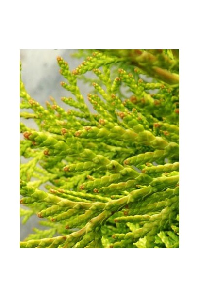 Туя западная Грин Глоб – хвоя